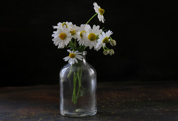 Daisy flowers on a black background