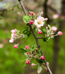 Apple flowers blooming in the spring