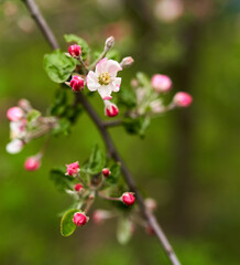 Apple flowers blooming in the spring