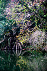 stream in the forest