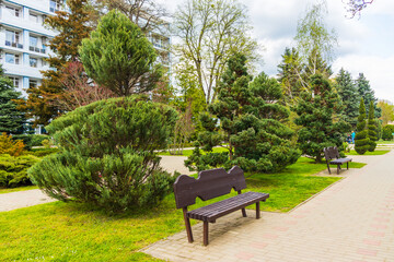 Obraz premium Topiary art of junipers, Yew Taxus baccata and thuja in autumn city street. Formed evergreens in resort area of Goryachiy Klyuch. Nature concept for design. Selective focus