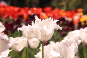 チューリップ 春 白い ホワイト ガーデン 満開 花壇 カラフル ハネムーン 赤い レッド