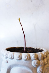 plant indoors by daylight 