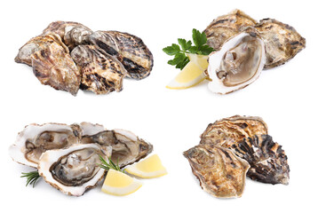 Set with fresh raw oysters on white background