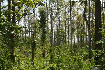 tree in the forest