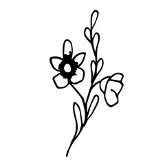 Vector bouquet of wild flowers on a white background. The flower is a variety of poppy with leaves on the isolated.