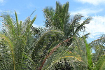 palm leaves on tropical island resort, Maldives