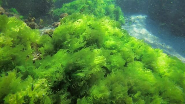 Bushes of green algae Sea lettuce (Ulva lactuca) ripples in waves.