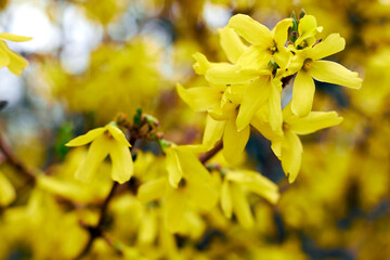 Border forsythia is an ornamental deciduous shrub of garden origin.Forsythia flowers in front of with green grass and blue sky.