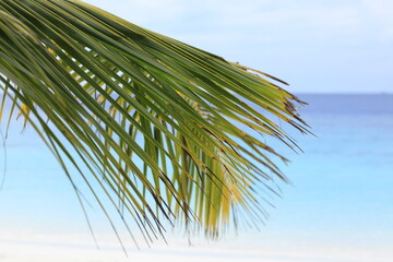 palm leaves on tropical island resort, Maldives