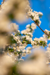 beautiful tree an Apple tree in flower on the green grass with the sun and blue sky