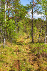 Obraz premium Path in forest bog at the summer