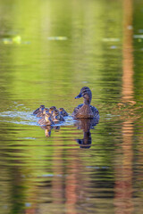 Mallard with newborn ducklings in a lake