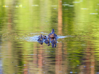 Swimming Mallard ducklings with their mother in a lake