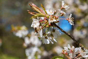 Cherry blossoms branch