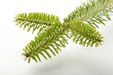 fir tree branch on a white background