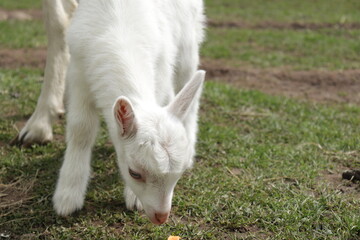 Fototapeta na wymiar white goats on a farm
