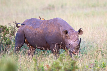 Black rhinoceros on the savanna in  Masai Mara