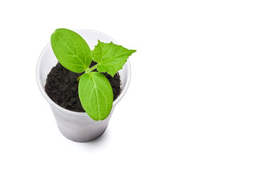 Seedlings of cucumbers in cups isolated on a white background. Cucumber plant, seedling in a clear cup.