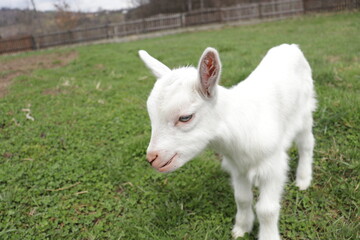 white goats on a farm