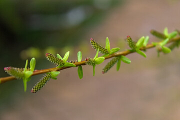 tender green leaves on a spring branch