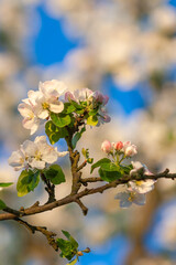 beautiful tree an Apple tree in flower on the green grass with the sun and blue sky