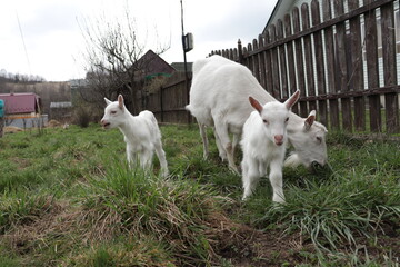 white goats on a farm