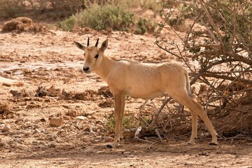 Young addax (Addax nasomaculatus), also known as the white antelope and the screwhorn antelope, is an antelope of the genus Addax. National Park Hai Bar Yotvata. Israel.