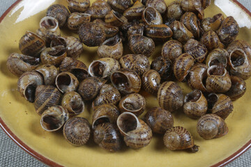 snails