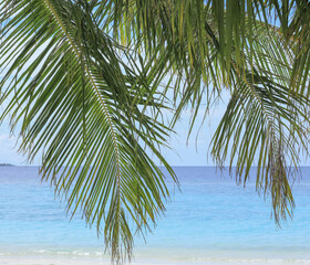palm leaves on tropical island resort, Maldives