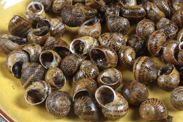 snails