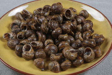 snails