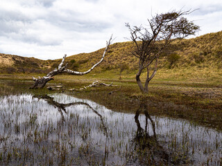 Reflections in dune lake