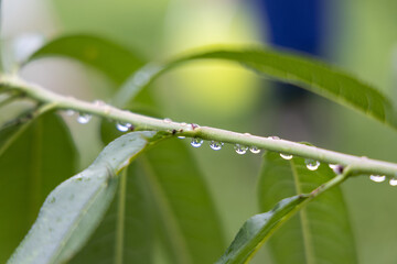 water drops on a grass 緑の水滴#2