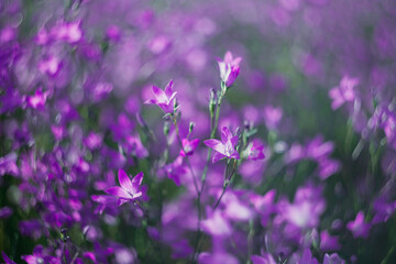 Beautiful lilac wildflower - bell flower close up on blurred background