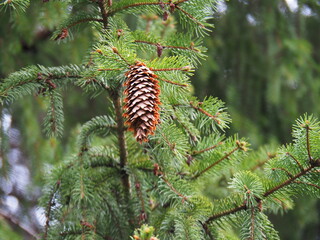 branch of a pine