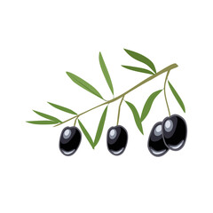Vector branch with two black olives and leaves isolated on a white background