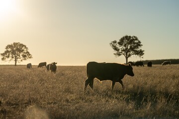 Murray grey and augus cattle grazing in the morning. 
