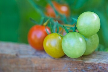 Bush of tasty colorful summer bio tomatoes at garden greenhouse. Delicious fresh and juicy vegetables from farming agriculture. Organic nature solanum food with summer plant growth to autumn harvest