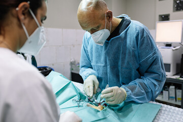 castration of a dog by a veterinary surgeon in the operating room. Surgeon team operating on a...