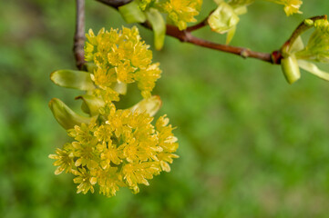 young blossoming tree shoot in spring