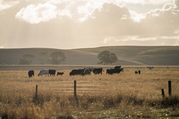 Murray grey and angus cattle grazing on pasture in Australia 
