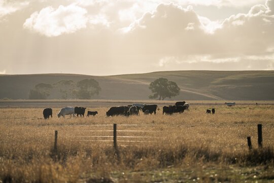 Murray Grey And Angus Cattle Grazing On Pasture In Australia 