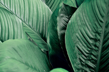 Creative tropical green leaves layout. Nature spring concept. large palm foliage nature dark green background