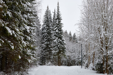 Snow covered trees in forest in winter day. Nature ladscape