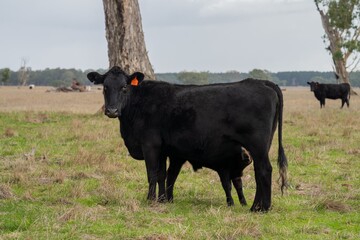 Murray grey and angus cattle grazing in Australia. 