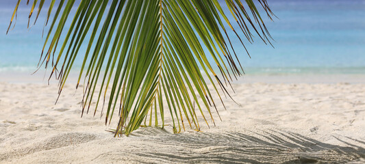 palm leaves on tropical island resort, Maldives