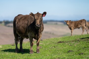 Murray grey and angus cattle grazing in Australia. 