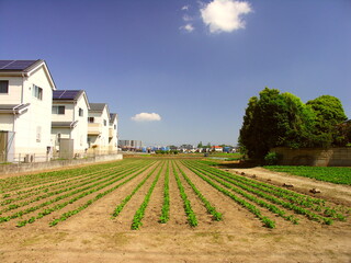 Fototapeta na wymiar 春の新興住宅地の枝豆畑風景