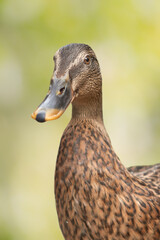 Close up portrait of a mallard duck